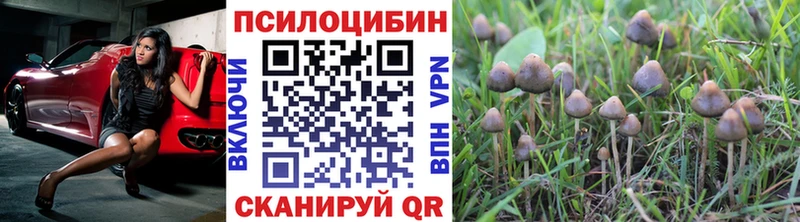 Галлюциногенные грибы Psilocybe  Купить закладки  Усть-Катав 